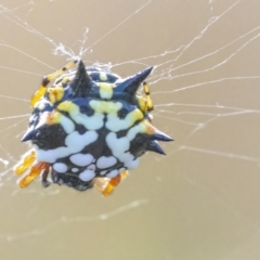 Austracantha minax at Googong, NSW - 13 Mar 2022