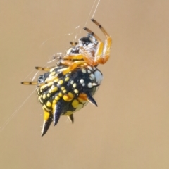 Austracantha minax at Googong, NSW - 13 Mar 2022