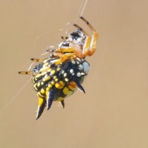 Austracantha minax at Googong, NSW - 13 Mar 2022