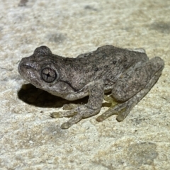 Litoria peronii (Peron's Tree Frog, Emerald Spotted Tree Frog) at Numeralla, NSW - 12 Mar 2022 by Steve_Bok