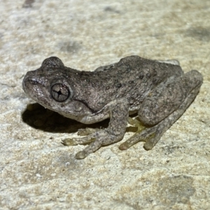 Litoria peronii at Numeralla, NSW - 12 Mar 2022