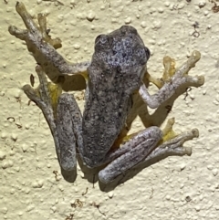 Litoria peronii at Numeralla, NSW - 12 Mar 2022