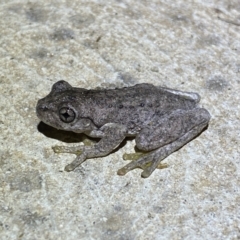 Litoria peronii at Numeralla, NSW - 12 Mar 2022