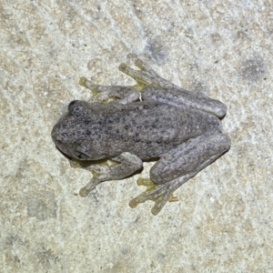 Litoria peronii at Numeralla, NSW - 12 Mar 2022