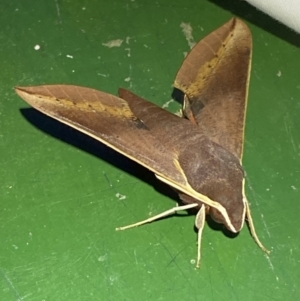 Hippotion scrofa at Numeralla, NSW - suppressed