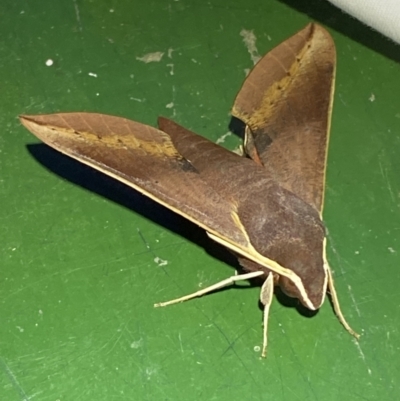 Hippotion scrofa (Coprosma Hawk Moth) at Numeralla, NSW - 12 Mar 2022 by Steve_Bok