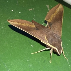 Hippotion scrofa at Numeralla, NSW - suppressed