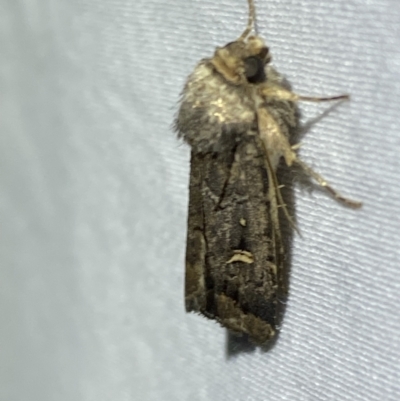 Proteuxoa microspila (Little Noctuid) at Numeralla, NSW - 12 Mar 2022 by Steve_Bok