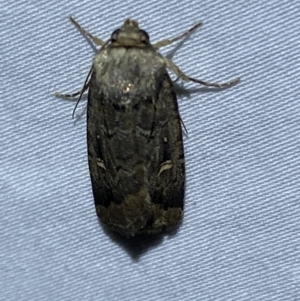 Proteuxoa microspila at Numeralla, NSW - 12 Mar 2022