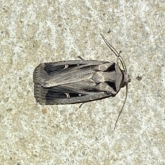 Proteuxoa undescribed species near paragypsa (A Noctuid moth) at Numeralla, NSW - 12 Mar 2022 by SteveBorkowskis