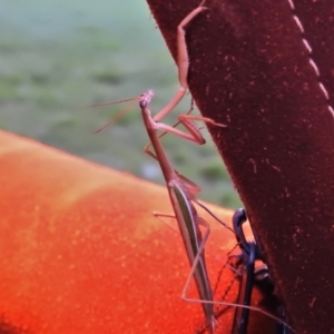 Tenodera australasiae at Yarralumla, ACT - 14 Mar 2022