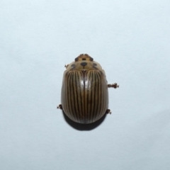 Paropsisterna intacta (Eucalyptus Leaf Beetle) at Jindabyne, NSW - 13 Mar 2022 by Birdy