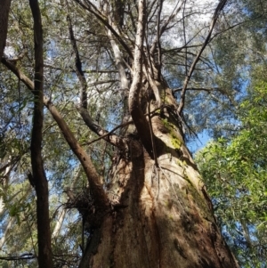 Eucalyptus radiata subsp. robertsonii at Cotter River, ACT - 14 Mar 2022