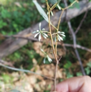 Eucalyptus radiata subsp. robertsonii at Cotter River, ACT - 14 Mar 2022