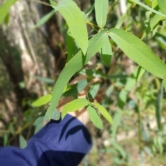 Eucalyptus radiata subsp. robertsonii at Cotter River, ACT - 14 Mar 2022