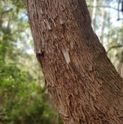 Eucalyptus radiata subsp. robertsonii at Cotter River, ACT - 14 Mar 2022