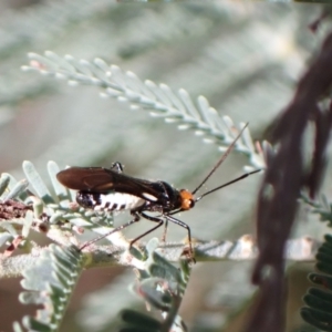 Trilaccus mimeticus at Murrumbateman, NSW - 13 Mar 2022 04:03 PM