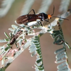 Trilaccus mimeticus at Murrumbateman, NSW - 13 Mar 2022 04:03 PM