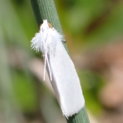 Tipanaea patulella (The White Crambid moth) at Murrumbateman, NSW - 13 Mar 2022 by SimoneC