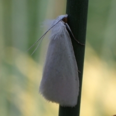 Tipanaea patulella at Murrumbateman, NSW - 13 Mar 2022