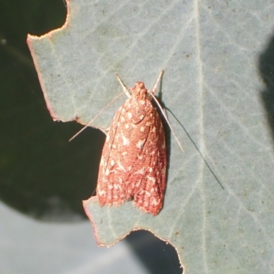 Syringoseca rhodoxantha (A concealer moth) at Murrumbateman, NSW - 12 Mar 2022 by SimoneC