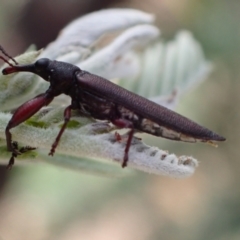 Rhinotia sp. (genus) (Unidentified Rhinotia weevil) at Murrumbateman, NSW - 14 Mar 2022 by SimoneC