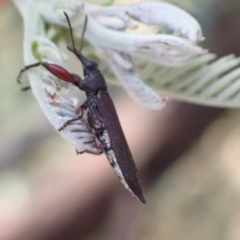 Rhinotia sp. (genus) at Murrumbateman, NSW - 14 Mar 2022