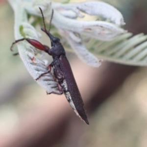 Rhinotia sp. (genus) at Murrumbateman, NSW - 14 Mar 2022