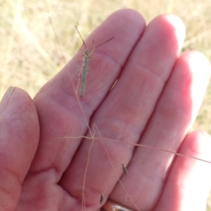 Mutusca brevicornis at Murrumbateman, NSW - 13 Mar 2022 05:09 PM