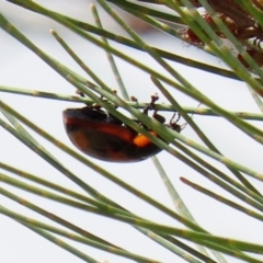 Paropsisterna beata (Blessed Leaf Beetle) at Hume, ACT - 14 Mar 2022 by RodDeb
