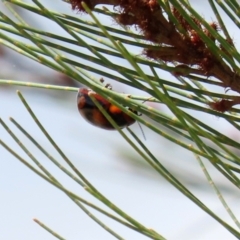 Paropsisterna beata at Hume, ACT - 14 Mar 2022 01:51 PM