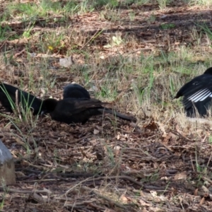 Corcorax melanorhamphos at Macarthur, ACT - 14 Mar 2022 02:28 PM