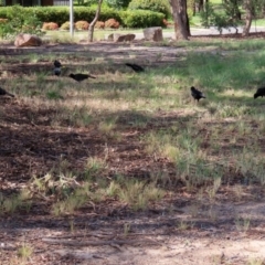 Corcorax melanorhamphos at Macarthur, ACT - 14 Mar 2022 02:28 PM