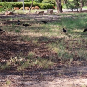 Corcorax melanorhamphos at Macarthur, ACT - 14 Mar 2022