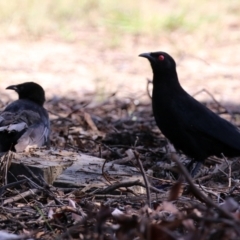 Corcorax melanorhamphos at Macarthur, ACT - 14 Mar 2022 02:28 PM