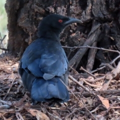 Corcorax melanorhamphos at Macarthur, ACT - 14 Mar 2022 02:28 PM