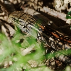 Liopholis whitii (White's Skink) at Paddys River, ACT - 14 Mar 2022 by regeraghty