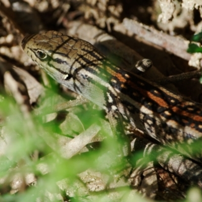 Liopholis whitii (White's Skink) at Tidbinbilla Nature Reserve - 14 Mar 2022 by regeraghty