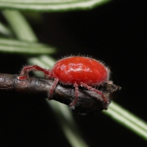 Trombidiidae (family) at Acton, ACT - 13 Mar 2022