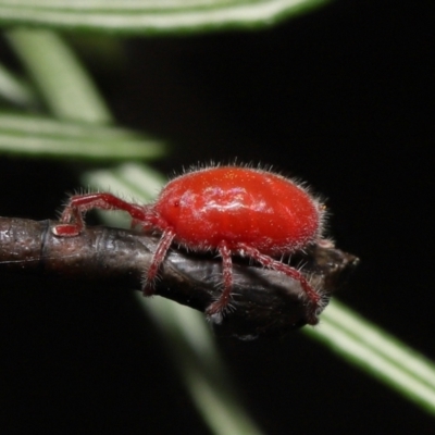 Trombidiidae (family) (Red velvet mite) at ANBG - 13 Mar 2022 by TimL