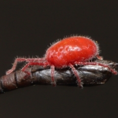 Trombidiidae (family) at Acton, ACT - 13 Mar 2022 02:10 PM