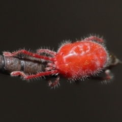 Trombidiidae (family) at Acton, ACT - 13 Mar 2022