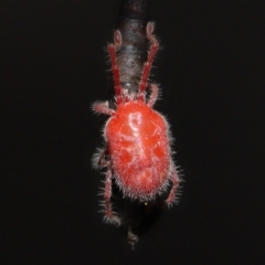 Trombidiidae (family) at Acton, ACT - 13 Mar 2022