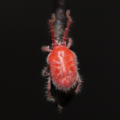 Trombidiidae (family) at Acton, ACT - 13 Mar 2022 02:10 PM