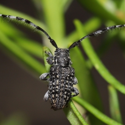 Ancita australis (Longicorn or longhorn beetle) at Acton, ACT - 11 Mar 2022 by TimL