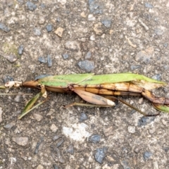 Podacanthus sp. (genus) (A Stick Insect) at Penrose, NSW - 14 Mar 2022 by Aussiegall