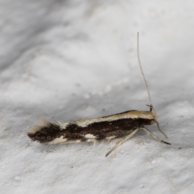 Labdia oxysema (A Curved-horn moth) at Melba, ACT - 14 Jan 2022 by kasiaaus