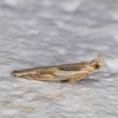 Eutorna tricasis (A Depressariid moth) at Melba, ACT - 14 Jan 2022 by kasiaaus