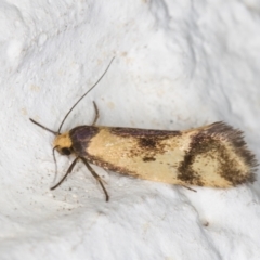 Isomoralla pyrrhoptera (A concealer moth) at Melba, ACT - 14 Jan 2022 by kasiaaus
