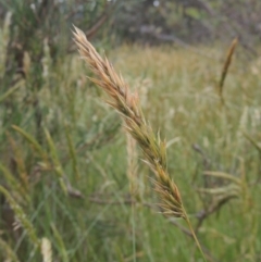 Anthoxanthum odoratum (Sweet Vernal Grass) at Paddys River, ACT - 30 Nov 2021 by MichaelBedingfield